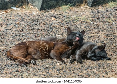 Two Feral Cats Having A Good Time Near The Caleta Beach In La Gomera Island. Female Cat Licking Paw, Basking On Porous Lava Pebbles. The Shot Is Made From A Long Distance With A Long-focus Lens.