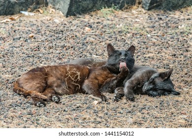 Two Feral Cats Having A Good Time Near The Caleta Beach In La Gomera Island. Female Cat Licking Paw, Basking On Porous Lava Pebbles. The Shot Is Made From A Long Distance With A Long-focus Lens.