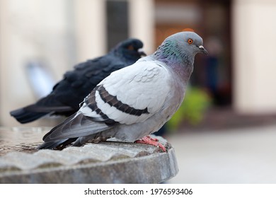 Two feral pigeons, common grey city dove, pair of birds up close, columba livia domestica species, simple closeup, detail. Urban pigeons up close, city fauna up close, nobody, side view, outdoors