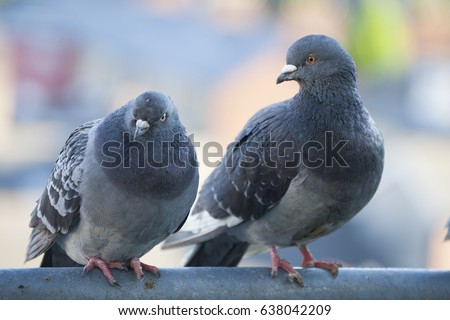 two feral pigeons dublin