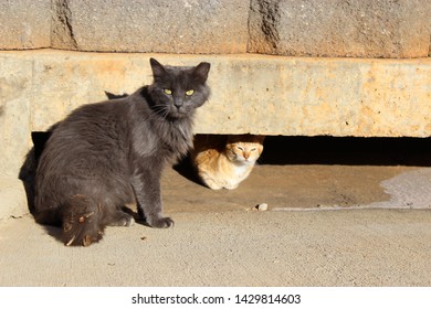 Two Feral Trap Neuter And Return Cats