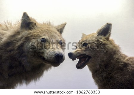 two ferocious predators, a wolf and a Jackal stand next to each other with an evil grin and prepare for a fight