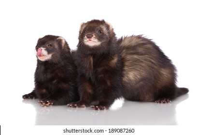 two ferrets