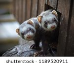 Two ferrets looking out of their wooden house