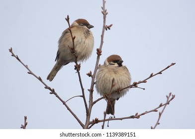 Royalty Free Sparrow Like Stock Images Photos Vectors Images, Photos, Reviews