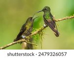 Two fighting Buff-tailed coronet (Boissonneaua flavescens), in flight, 4K resolution, best Ecuador humminbirds
