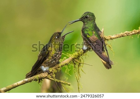 Two fighting Buff-tailed coronet (Boissonneaua flavescens), in flight, 4K resolution, best Ecuador humminbirds
