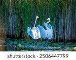 Two fighting Great Egrets, tall, long-legged wading birds with long, S-curved necks and long, dagger-like bills. their long necks tucked in,the legs extend far beyond the tip of the short tail as