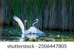 Two fighting Great Egrets, tall, long-legged wading birds with long, S-curved necks and long, dagger-like bills. their long necks tucked in,the legs extend far beyond the tip of the short tail as