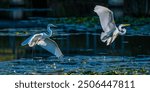 Two fighting Great Egrets, tall, long-legged wading birds with long, S-curved necks and long, dagger-like bills. their long necks tucked in,the legs extend far beyond the tip of the short tail as