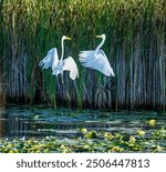 Two fighting Great Egrets, tall, long-legged wading birds with long, S-curved necks and long, dagger-like bills. their long necks tucked in,the legs extend far beyond the tip of the short tail as