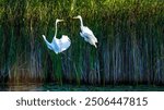 Two fighting Great Egrets, tall, long-legged wading birds with long, S-curved necks and long, dagger-like bills. their long necks tucked in,the legs extend far beyond the tip of the short tail as