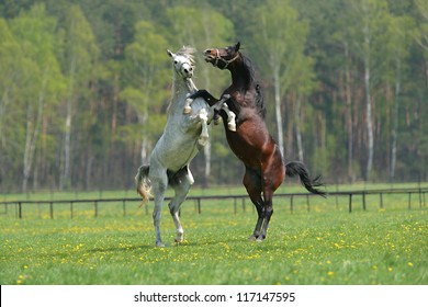 two fighting horses