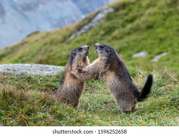 182 Fighting marmots Images, Stock Photos & Vectors | Shutterstock