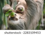 Two fingered sloth with baby in Costa Rica - Zweifinger Faultier mit Baby in Costa Rica 