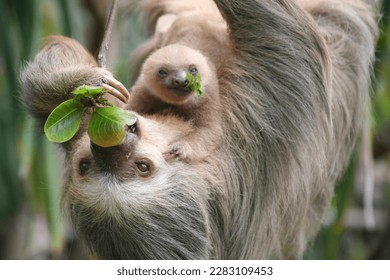 Two fingered sloth with baby in Costa Rica - Zweifinger Faultier mit Baby in Costa Rica  - Shutterstock ID 2283109453