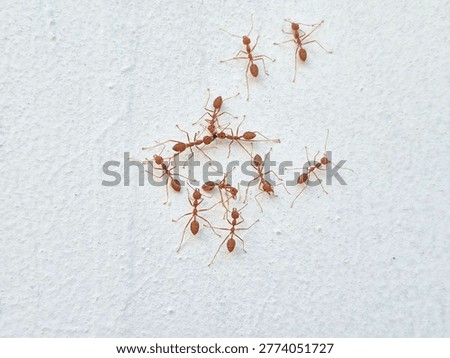 Two fire ants are fighting over food and are surrounded by other ant colonies.