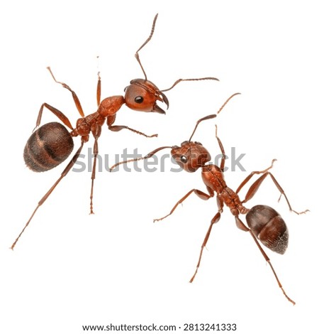 Two Fire Ants Isolated on Transparent Background