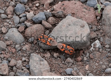 Two firebugs mating on the rocky ground