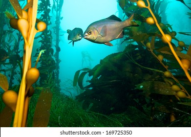 Two Fish Kissing In The Middle Of A Kelp Forest