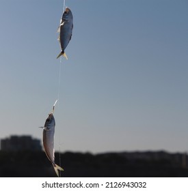 Two Fish On A Hook, Caught In The Morning In The Open Sea. Fishing.