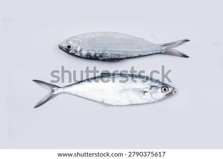 Two fish on a white background 