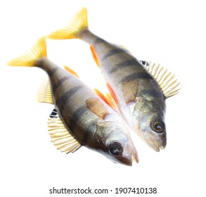 Two Fish Perch Isolated On A White Background.