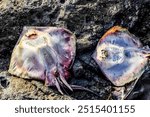 Two fish with purple fins laying on a rock. The fish are dead and have been cut in half