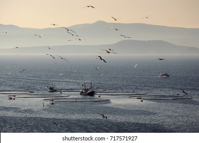 Two Fishing Boats Feeding Tuna In Cages In Fish Farm In Front Of Island Brac In Croatia