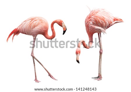 Two flamingo isolated on white background