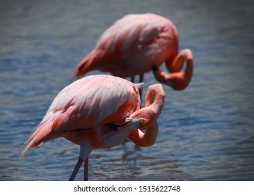 Two Flamingos Cleaning Themselves, In The Same Position. Galápagos National Park, Ecuador.