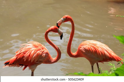  Two Flamingos In Love 