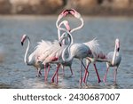 Two flamingos performing a group courtship dance with their beaks in their beaks Photo taken by 2021 Mokar Sagar Wetland, Ranawav, Pirbandar, Gujarat