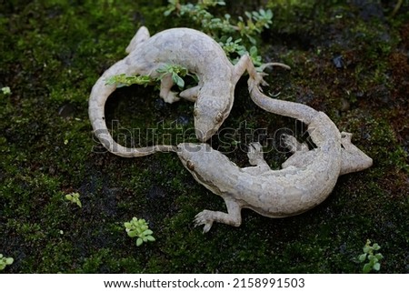 Two flat tailed house geckos are basking in a moss-covered fence wall. This reptile has the scientific name Hemidactylus platyurus.