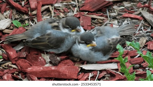 The two fledgling sparrows resting on a bed of red mulch in a garden setting.