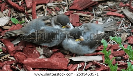 The two fledgling sparrows resting on a bed of red mulch in a garden setting.