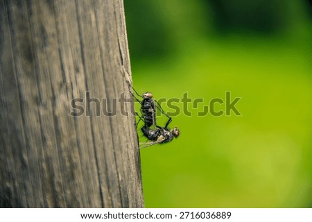 Two flies having intercourse on a vertical wooden pole infront of a green blurred background