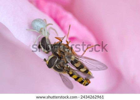 Two flies (Hover fly, Syrphidae) during copulation. A female being eaten by a spider on a rose flower.