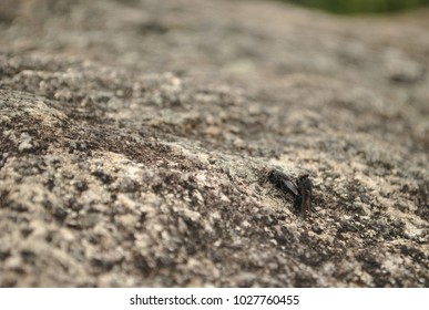 Two flies macro