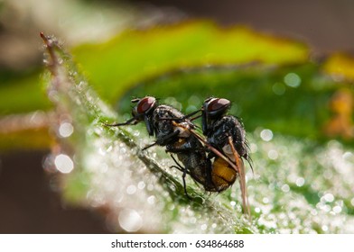 Insects Making Love Images, Stock Photos & Vectors | Shutterstock