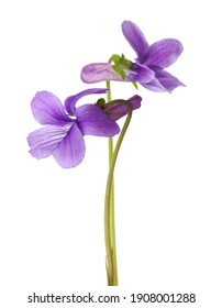 Two flower of Wood Violet (Viola Odorata) isolated on white background. Shallow depth of field. Selective focus - Shutterstock ID 1908001288