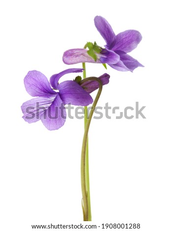 Two flower of Wood Violet (Viola Odorata) isolated on white background. Shallow depth of field. Selective focus