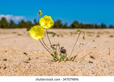 Two flower yellow poppy on a background of sand