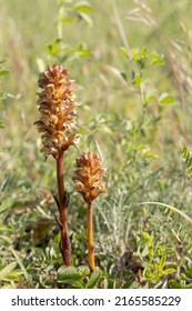 Two Flowering Plants Of The Broomrape Family In Sunlight.