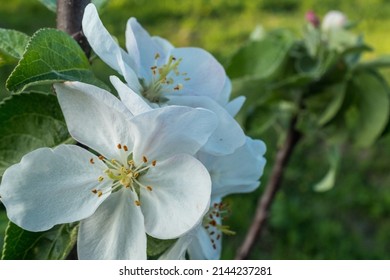 Two flowers of the apple tree. Blossom apple-tree flower close-up. White apple flowers for publication, design, poster, calendar, post, screensaver, wallpaper, postcard, card, banner, cover, website