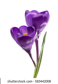 Two  flowers of crocus isolated on white background. - Shutterstock ID 583442008