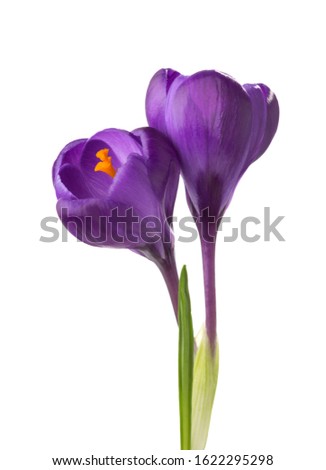 Two flowers of Crocus isolated on white background.