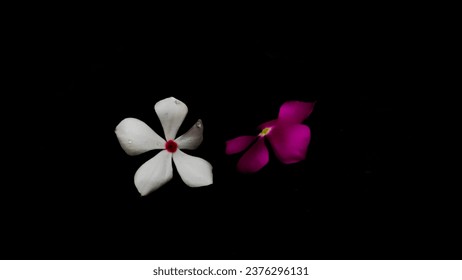 two flowers in dark background 