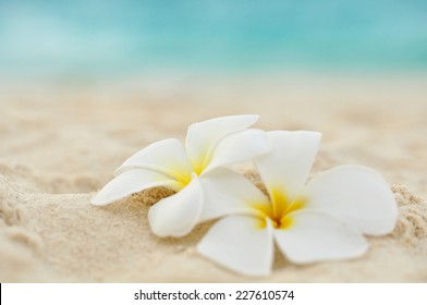 Two Flowers On The Beach