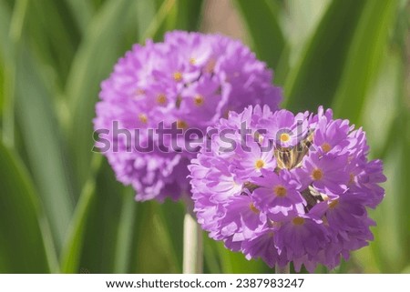 Two flowers of purple primula denticulata or drumstick primula in a garden close-up against a background of green leaves with shallow depth of field.